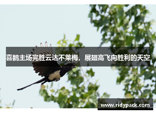 喜鹊主场完胜云达不莱梅，展翅高飞向胜利的天空